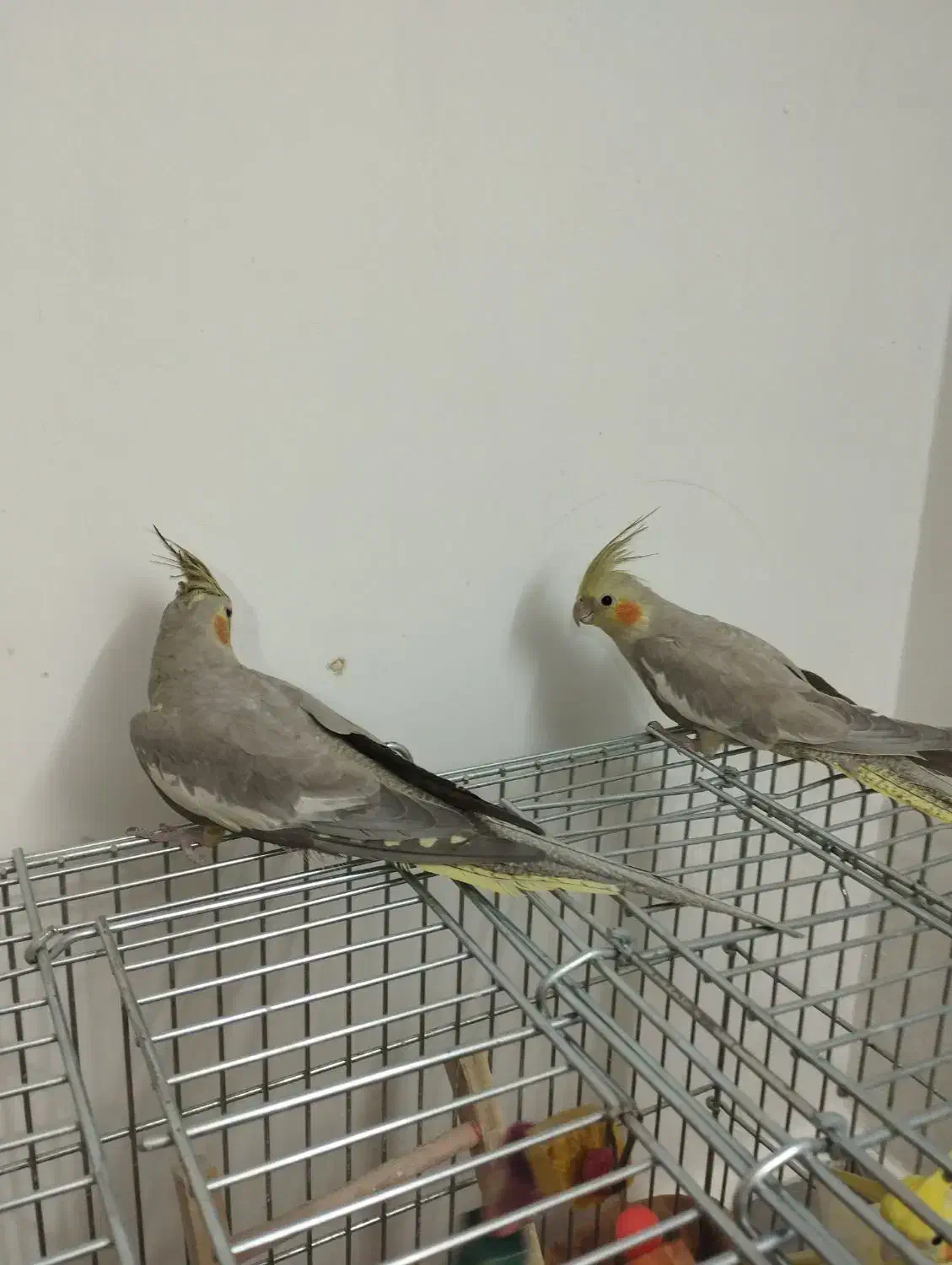 لطفااگهی راکامل بخونید2تاآهویی8ماهه نرصحیح سالم|پرنده|قم, انصار‌الحسین|دیوار