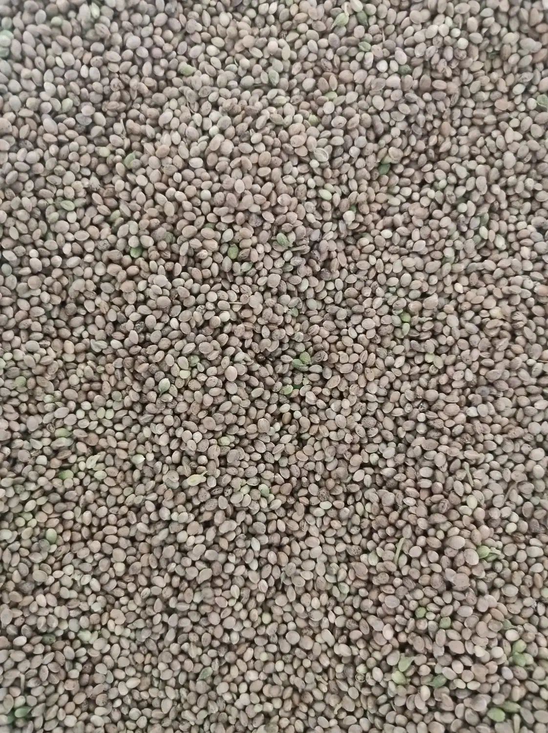 شاه دانه|خوردنی و آشامیدنی|فرخ‌شهر, |دیوار