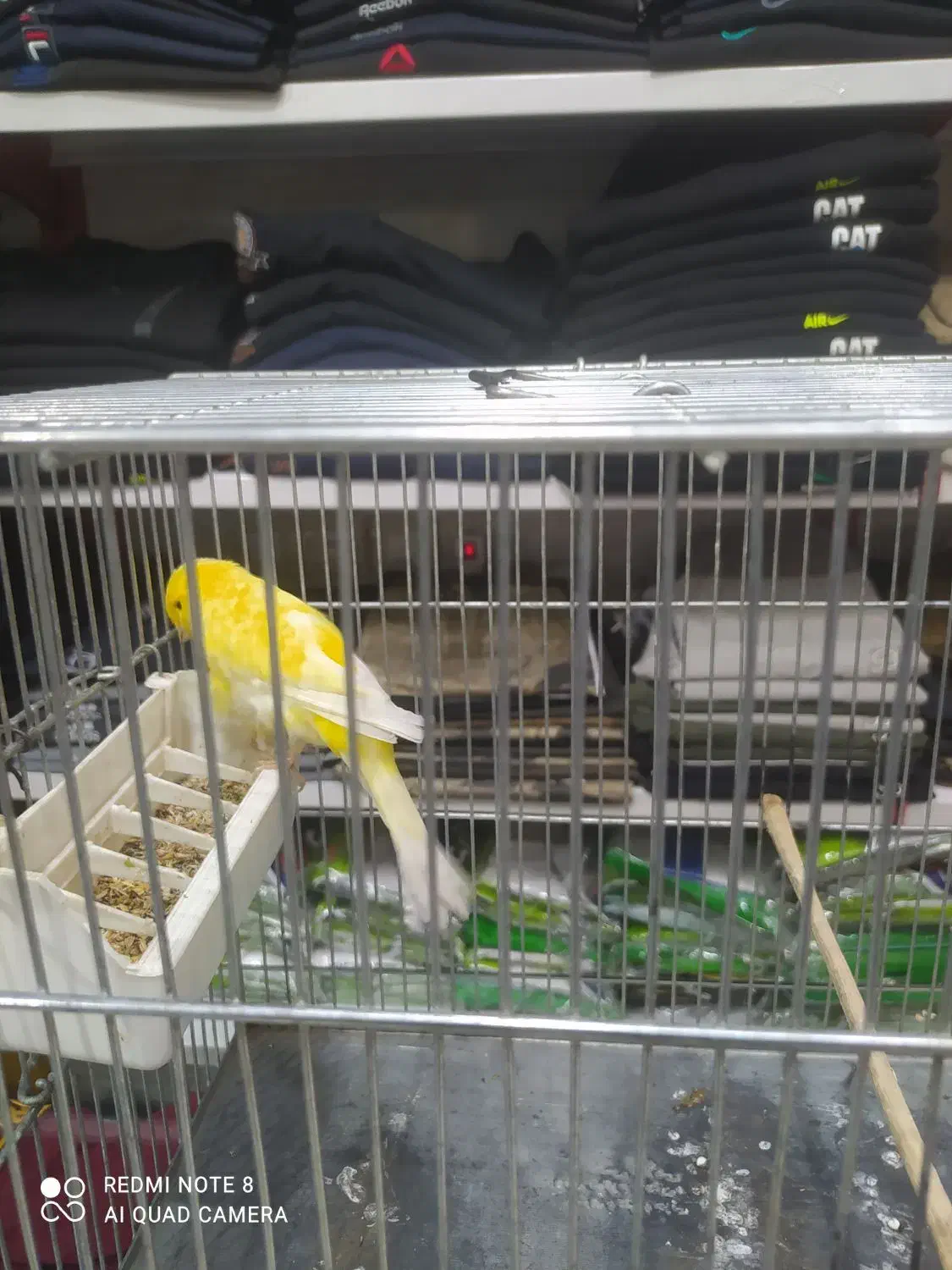 قناری نر و ماده|پرنده|تهران, شهرک طالقانی|دیوار