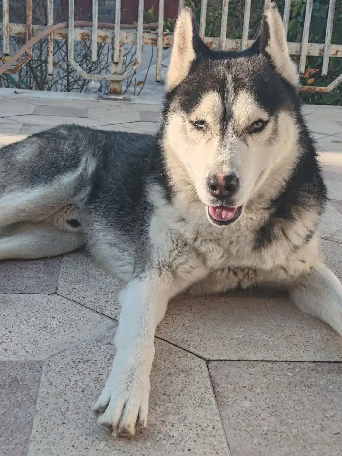 چند تا سگ معاوضه|سگ|کوار, |دیوار