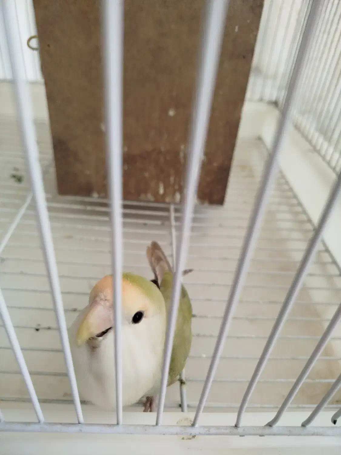 جفت برزیلی بالغ|پرنده|اصفهان, شفق|دیوار