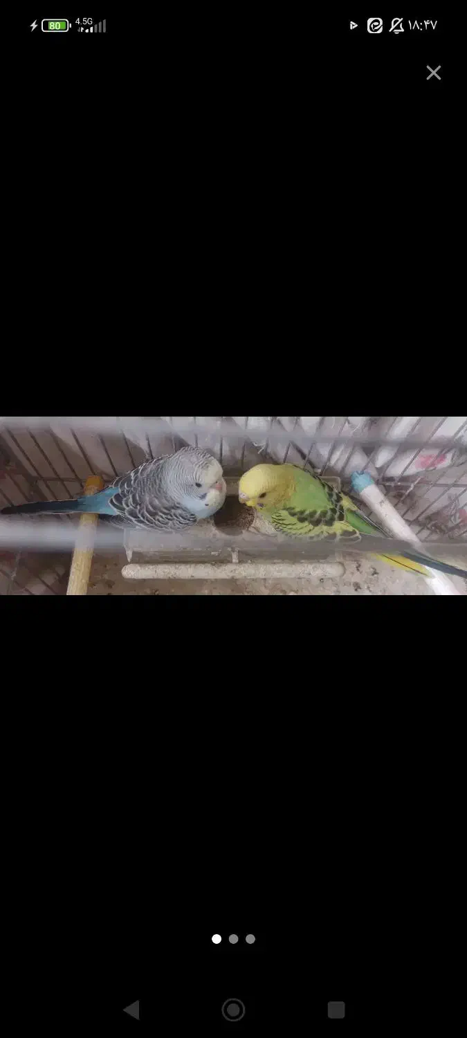 مرغ عشق زینتی|پرنده|خمینی‌شهر, |دیوار