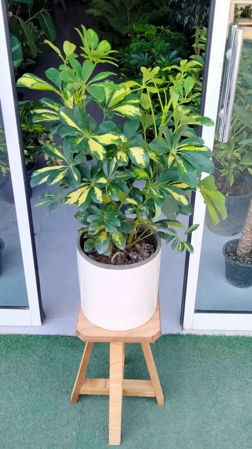 رُخ|گل مصنوعی|تربتحیدریه, بی بی حسنیه|دیوار