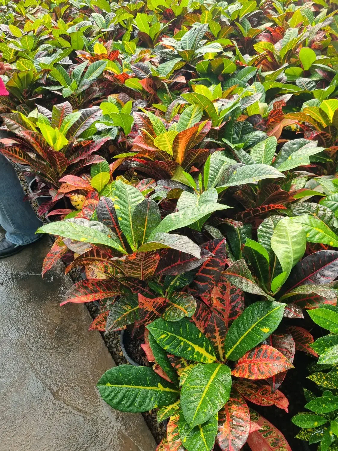 کارگر باغبانی|خدمات باغبانی و درختکاری|تهران, قاسم‌آباد|دیوار