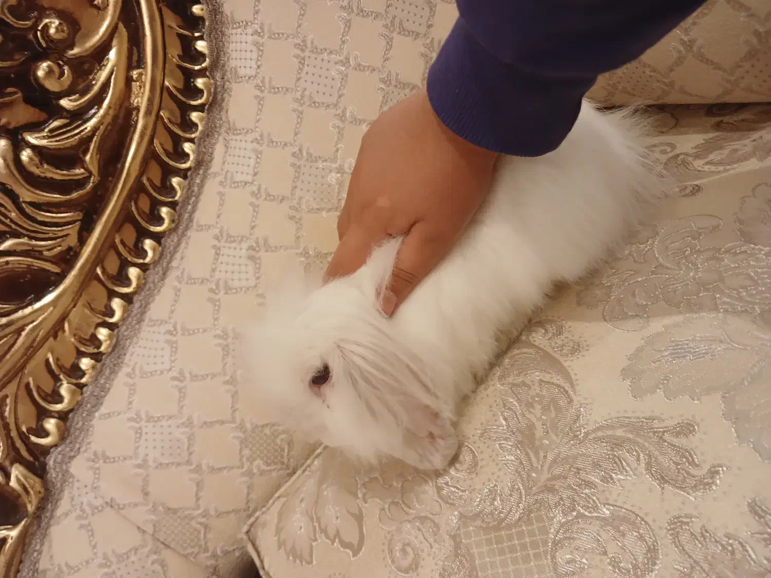 خرگوش لوپ تمیز و دستی و سرحال و بانمک|موش و خرگوش|یزد, |دیوار