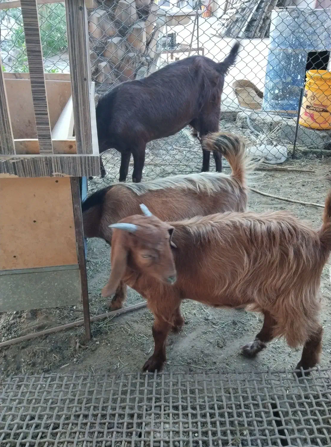 کهره ماده|حیوانات مزرعه|وحدتیه, |دیوار