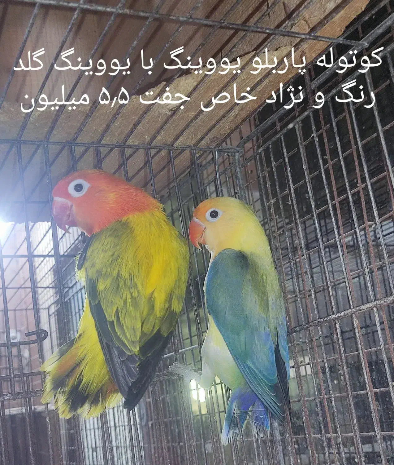 طوطی کوتوله ( برزیلی ) رنگ و نژادهای خاص ..|پرنده|بابل, |دیوار