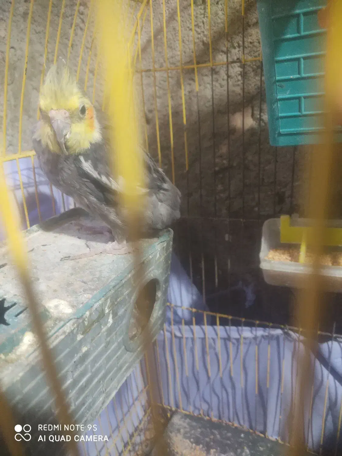 عروس معاوضه|پرنده|خاش, |دیوار