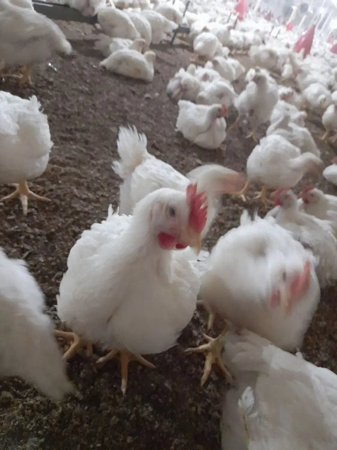 نیازمندنیرو برای مرغداری|استخدام صنعتی، فنی، مهندسی|مریوان, |دیوار