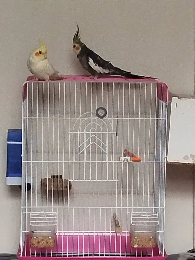 عروس هلندی|پرنده|بجنورد, |دیوار