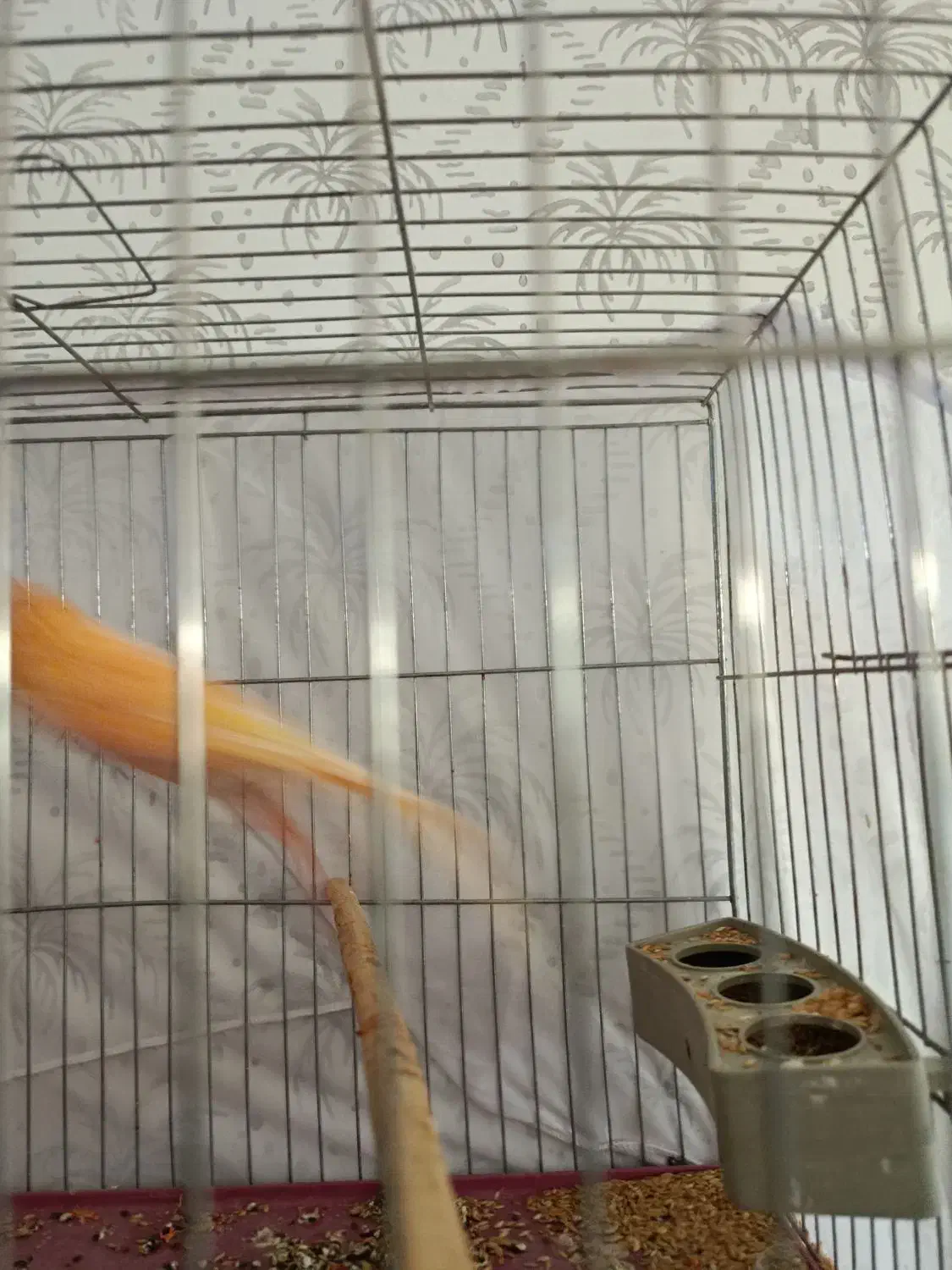 قناری سوپر سرخ کاکل|پرنده|گرمسار, |دیوار