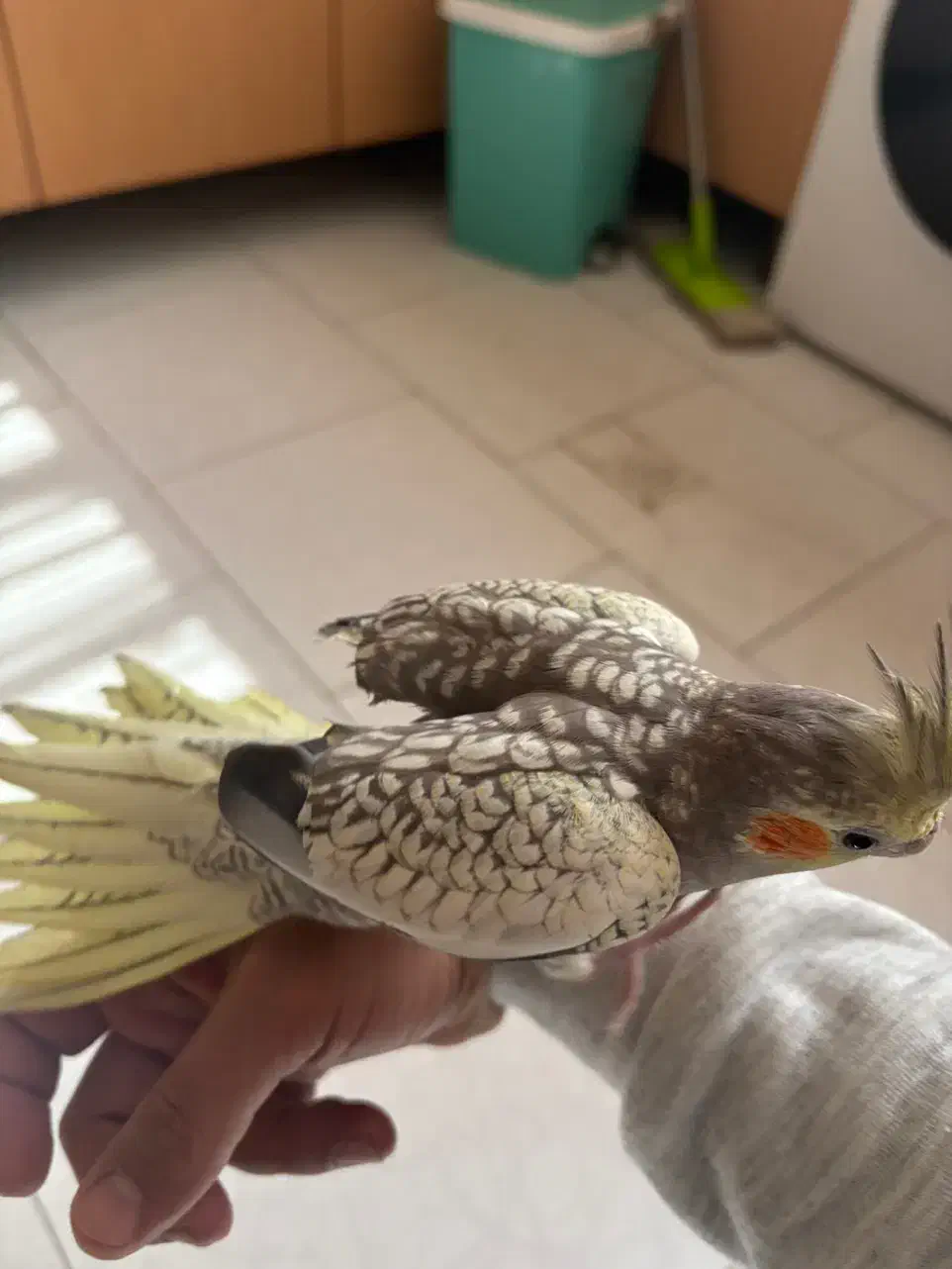 عروس هلندی|پرنده|بومهن, |دیوار