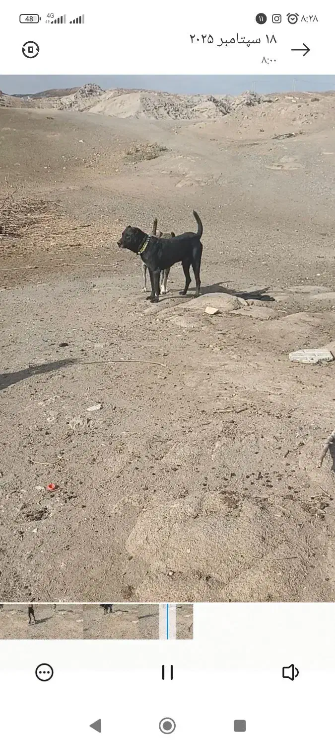 سگ گمشده|حیوانات|ملکآباد, |دیوار