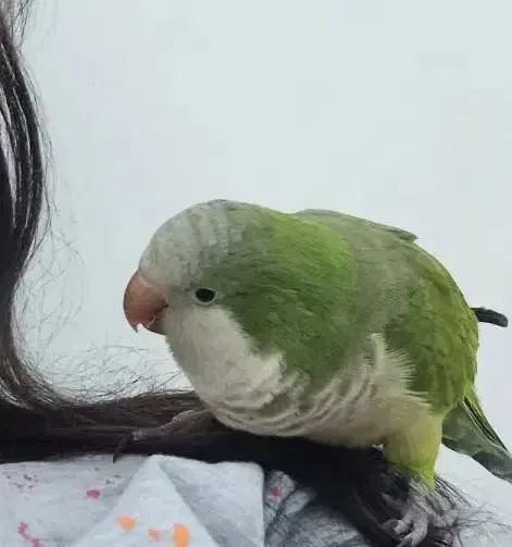 گمشده|حیوانات|بندر امام خمینی, |دیوار