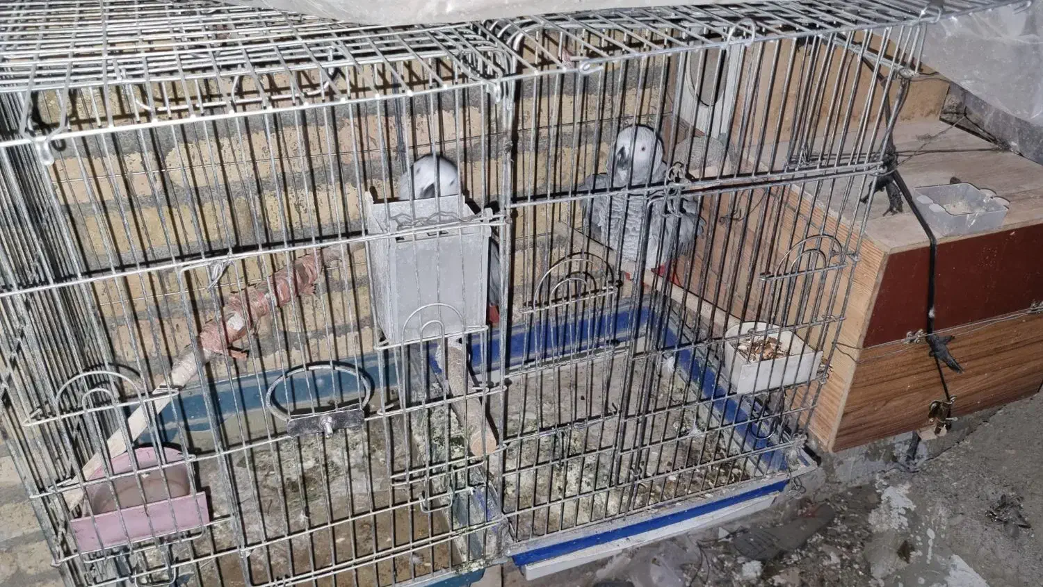 کاسگو کنگو دم‌قرمز|پرنده|گلستان (تهران), |دیوار