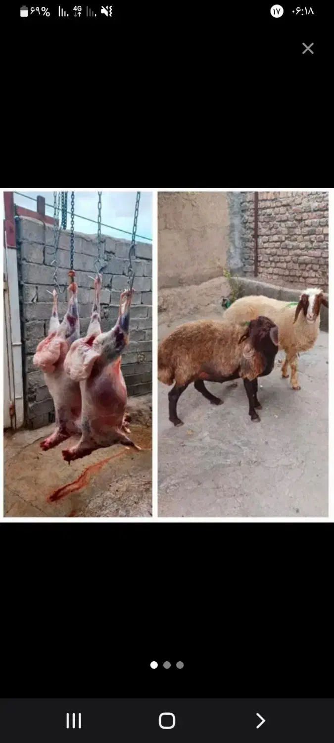 قصاب در محل مراسم عروسی تولد حج سورماشین و...|خدمات پذیرایی، مراسم|آمل, |دیوار