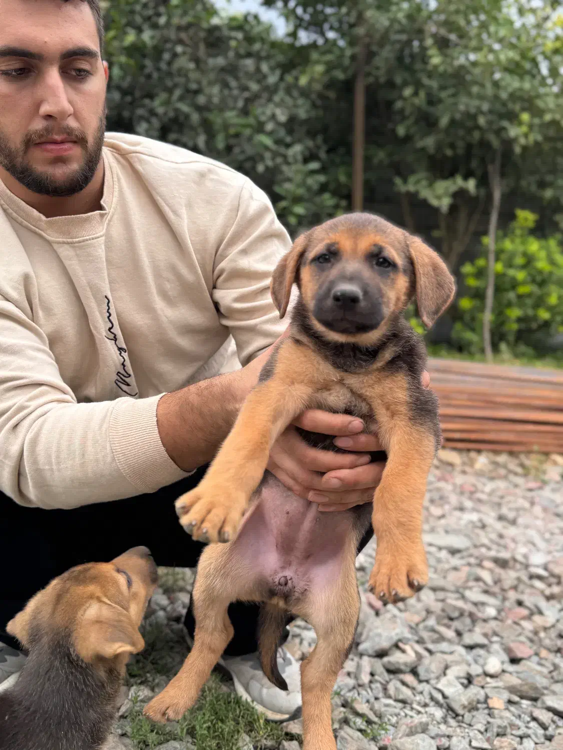 واگذاری سگ ژرمن|سگ|لاهیجان, شیشه گران|دیوار