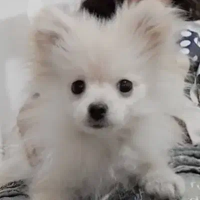 پامرخرسی|سگ|تهران, بیسیم|دیوار