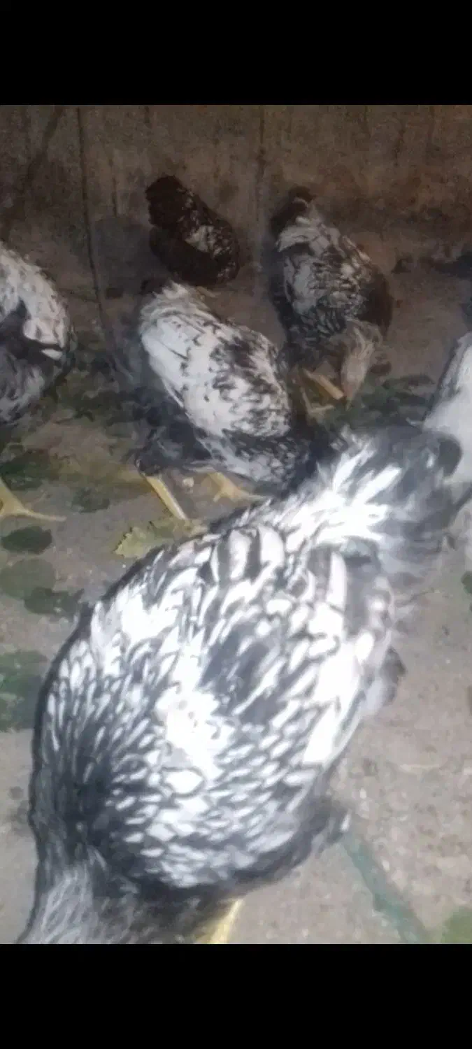 ویاندوت 9ماهه|حیوانات مزرعه|یامچی, |دیوار