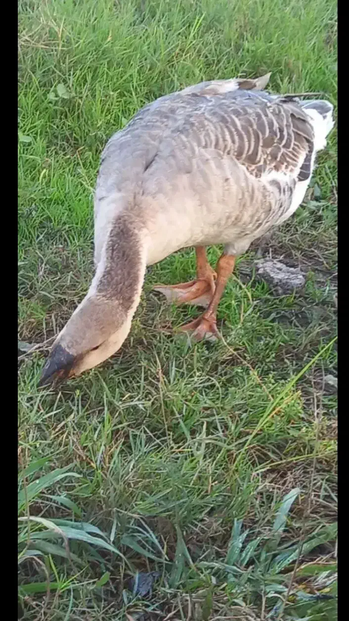 ۴عدد غاز بسیار درشت۴۸۰۰/۰۰۰|حیوانات مزرعه|سنگر, |دیوار