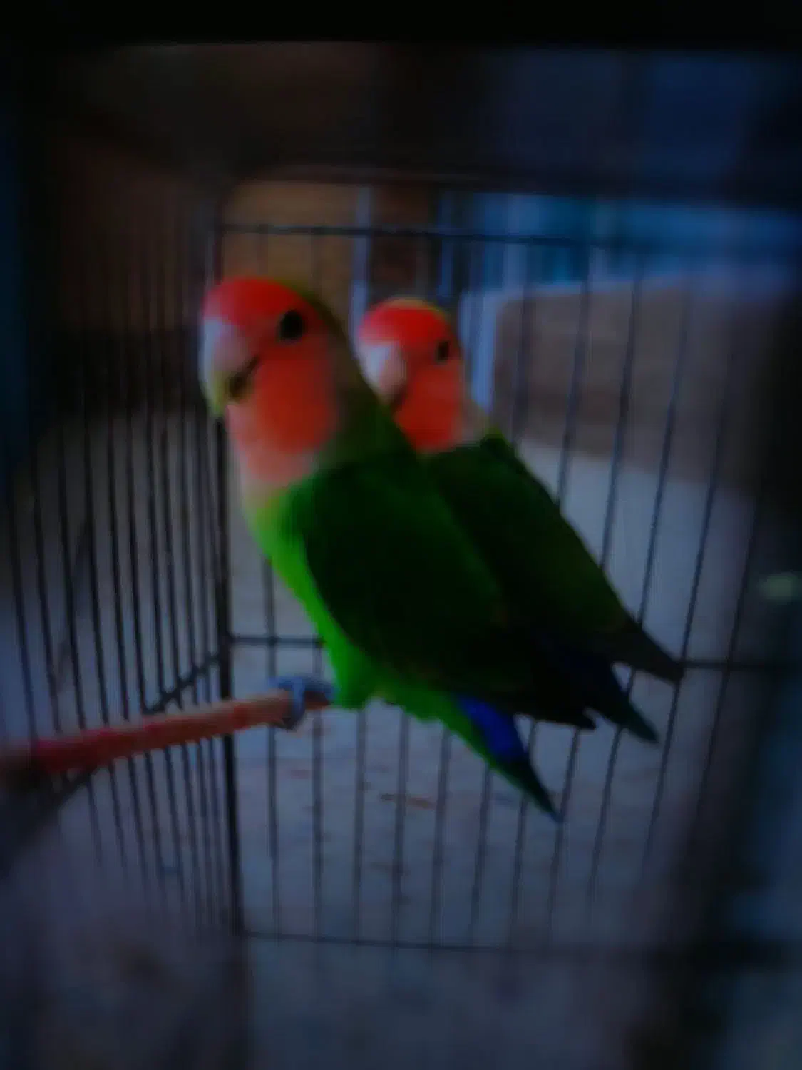 کوتوله برزیلی|پرنده|نجف‌آباد, قلعه سفید|دیوار