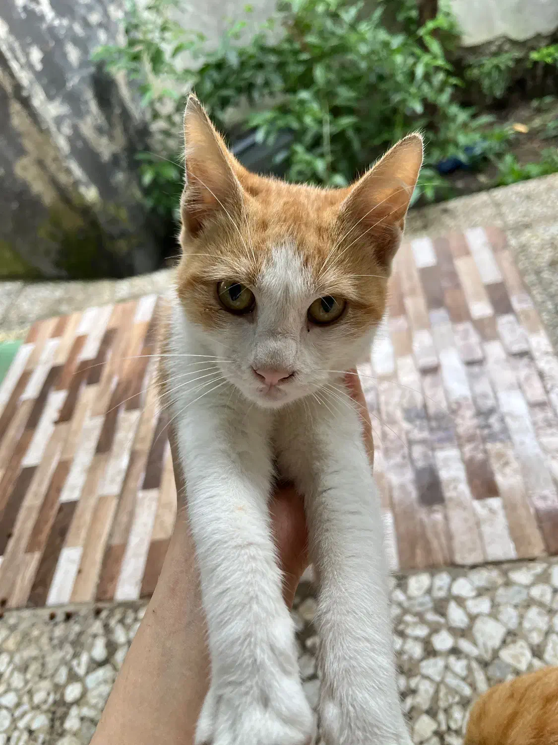 واگذاری کاملا رایگان گربه نارنجی لوس و مهربون|گربه|رشت, رشتیان|دیوار