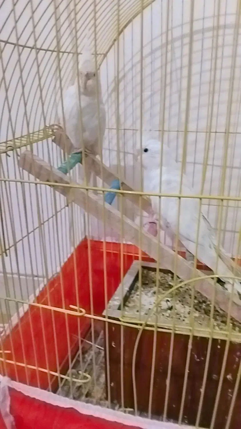 تو تا نره|پرنده|بم, |دیوار