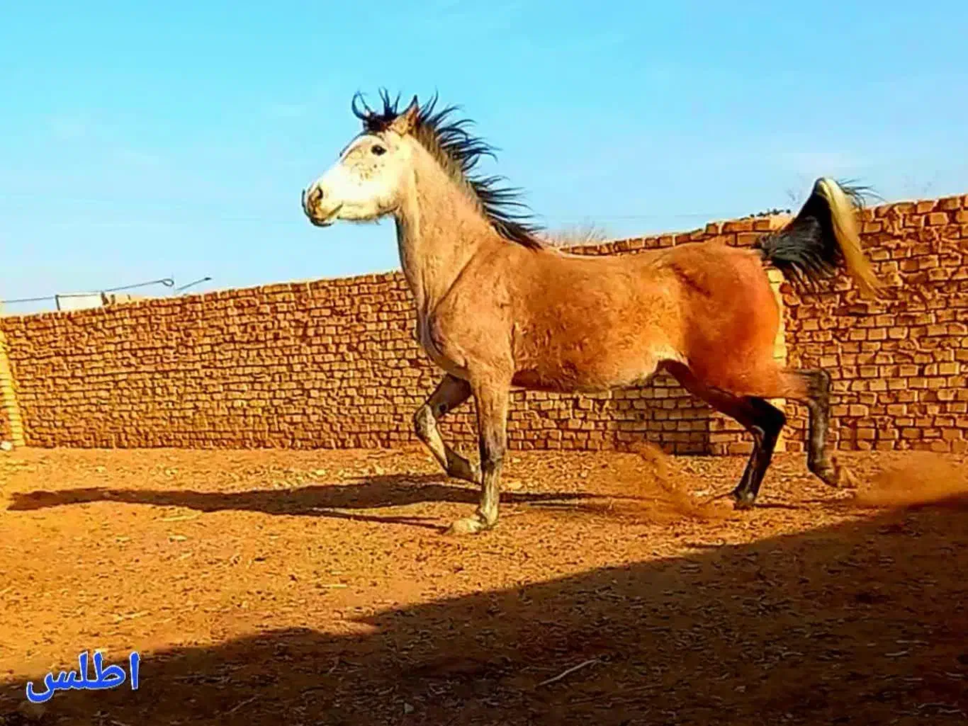 مادیان|اسب و تجهیزات اسبسواری|مهریز, |دیوار