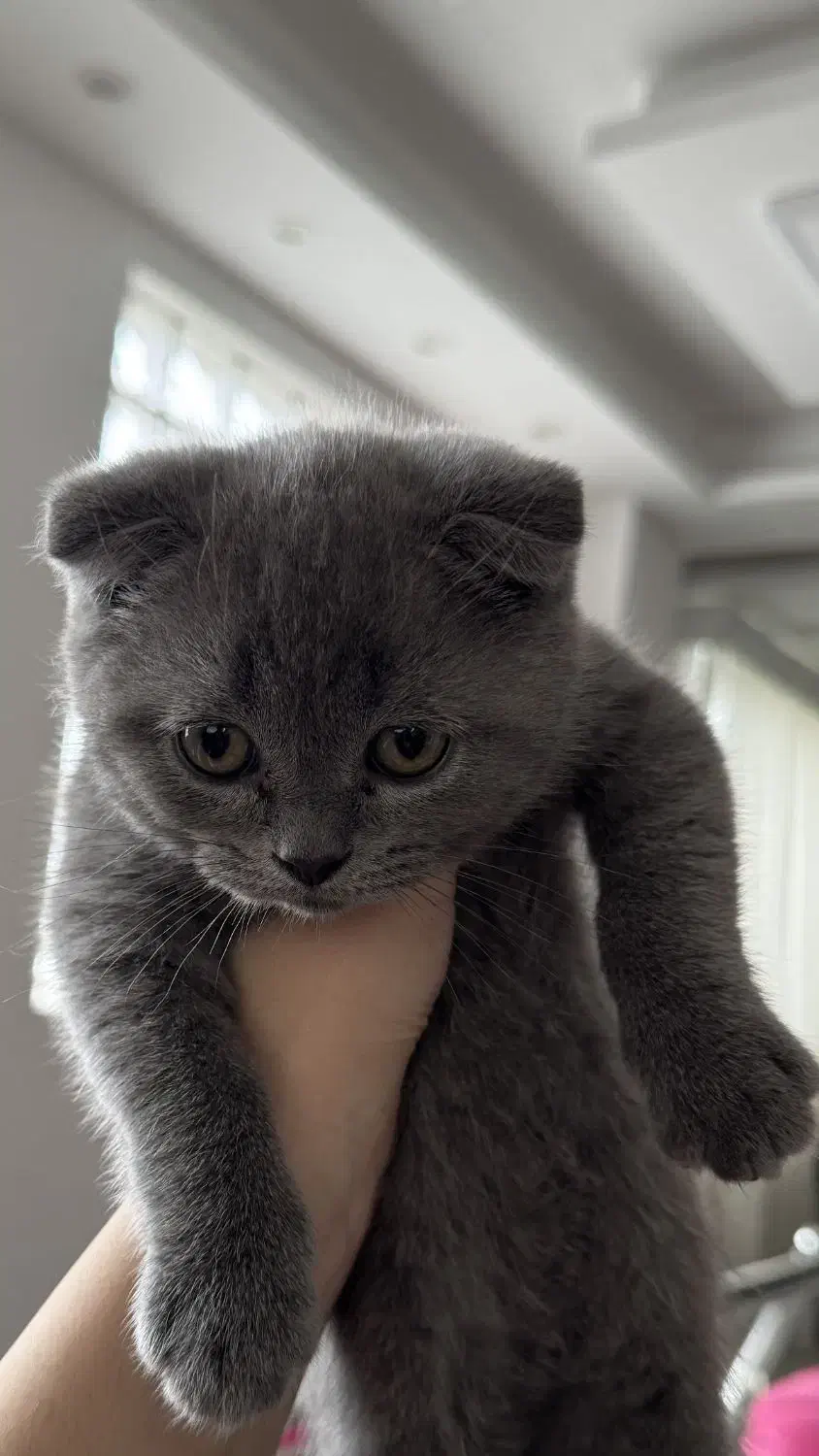 گربه اسکاتیش فولد|گربه|صومعه‌سرا, |دیوار