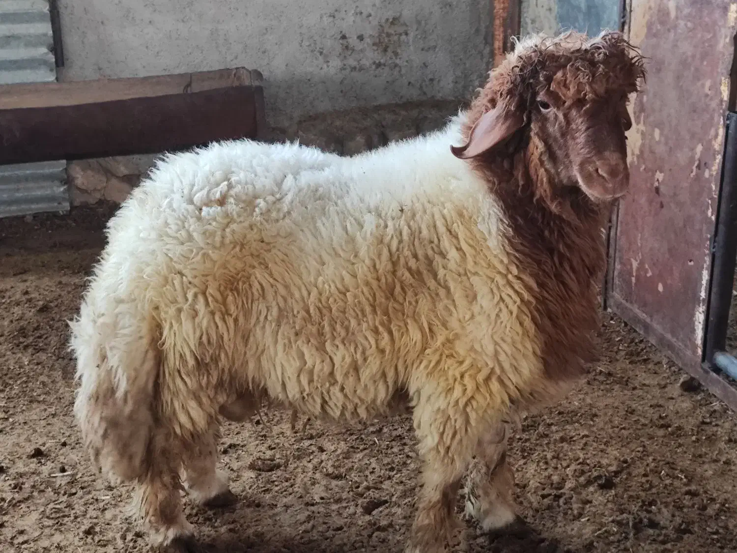 بره پروار|حیوانات مزرعه|زرنه, |دیوار