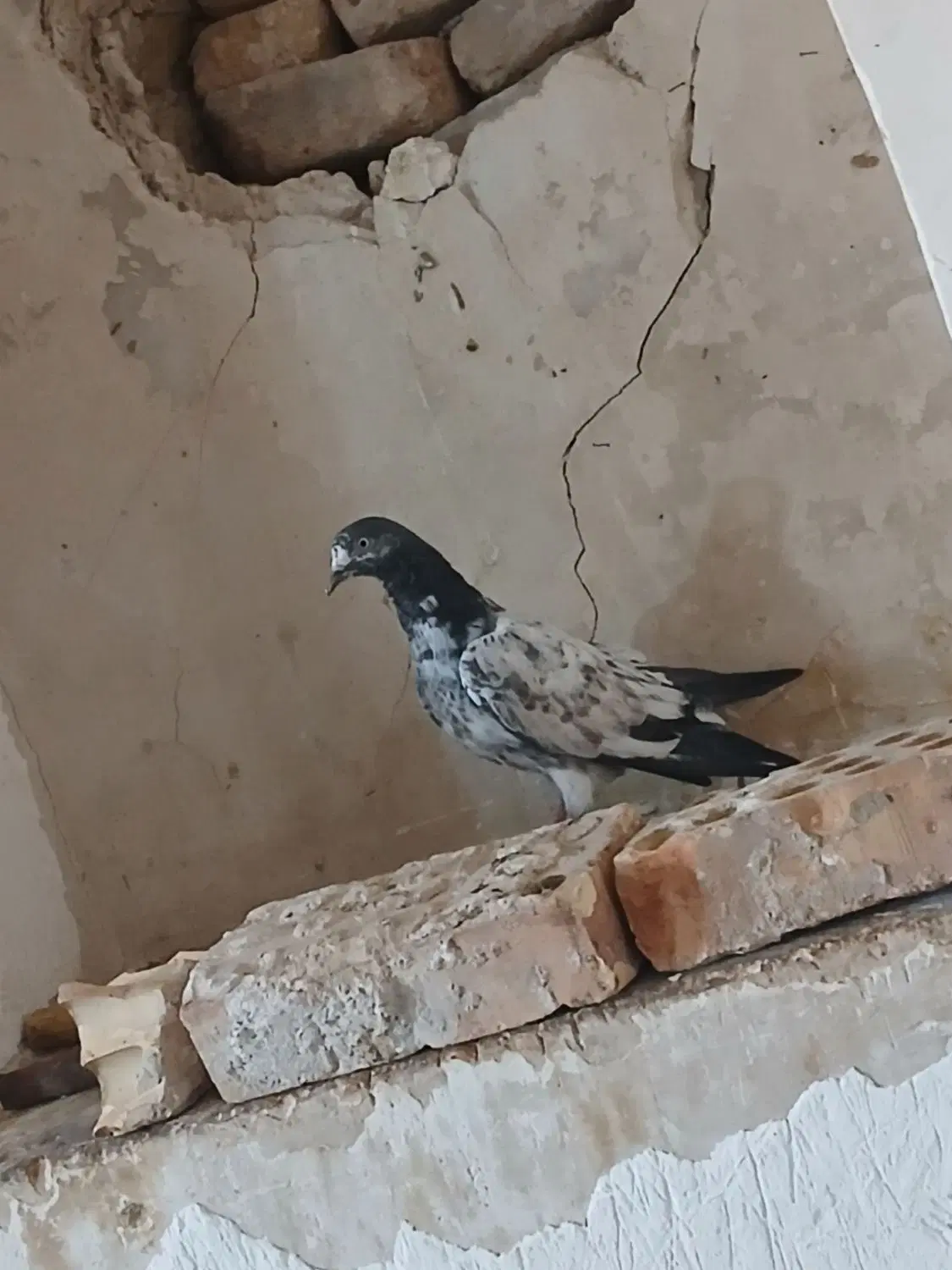 تیدی|پرنده|مسجد سلیمان, |دیوار