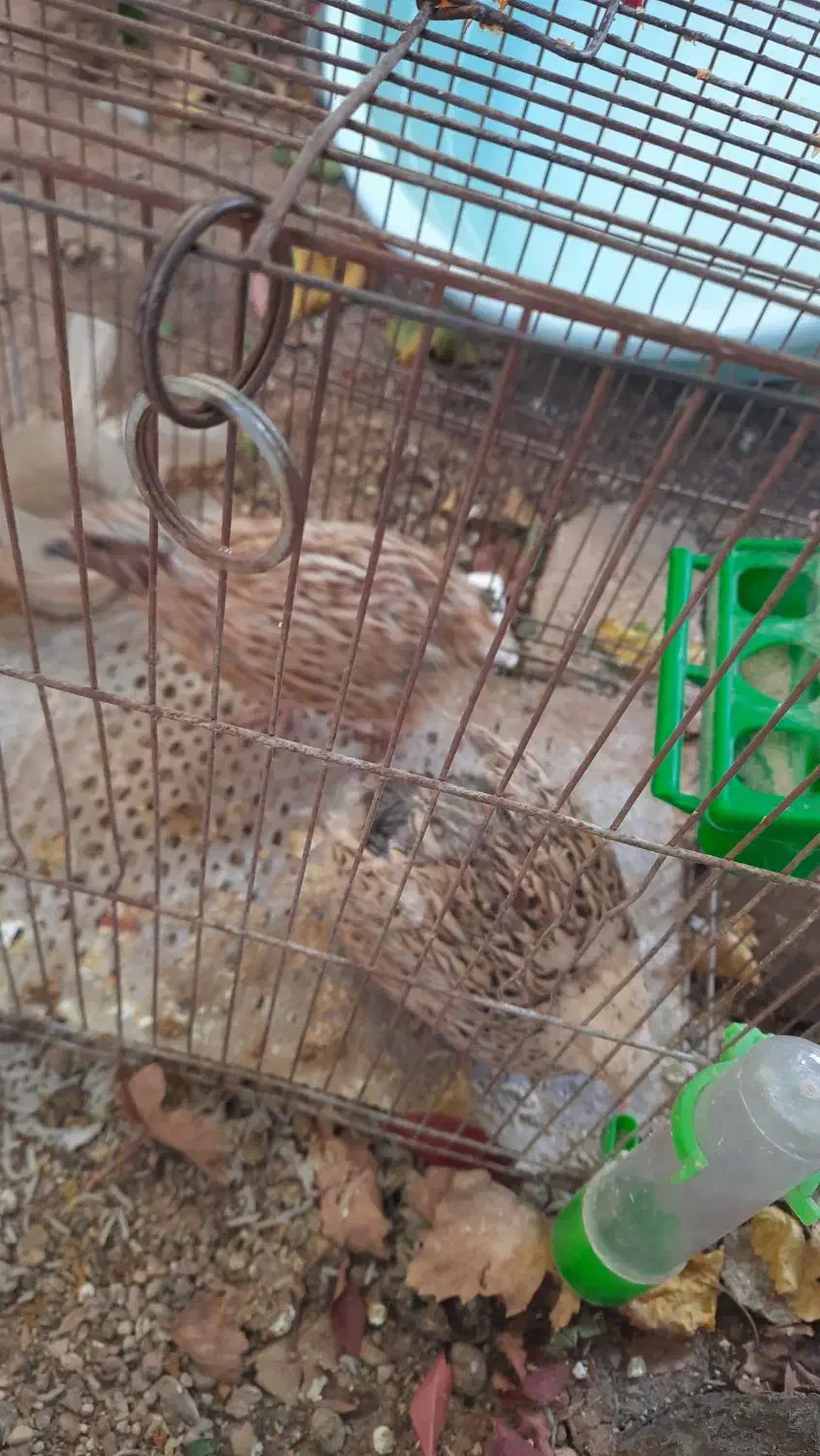 فروش بلدرچین|پرنده|شاهین دژ, |دیوار