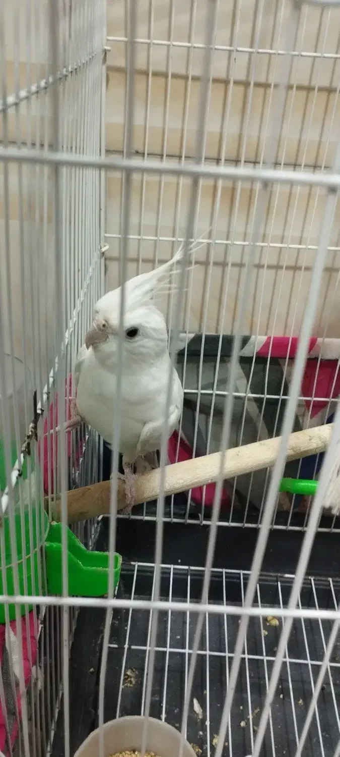 عروس هلندی آلبینو نر|پرنده|تربت جام, فاز ۱ فرهنگیان|دیوار