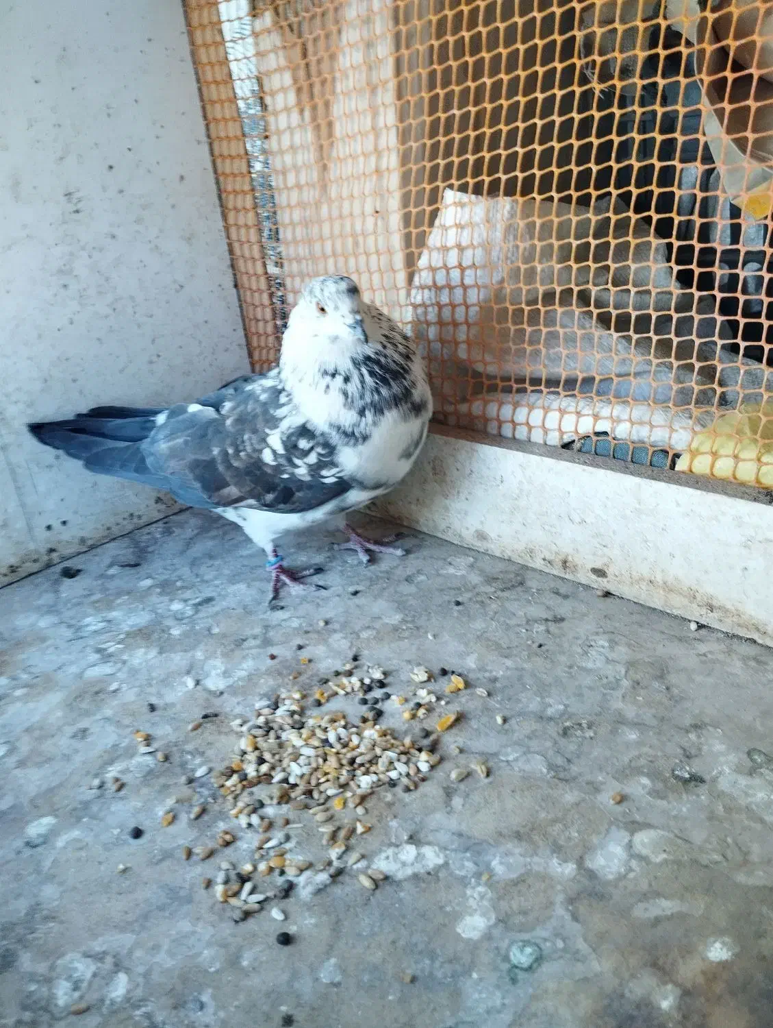 کبوتر سوسکی|پرنده|فولادشهر, B2|دیوار