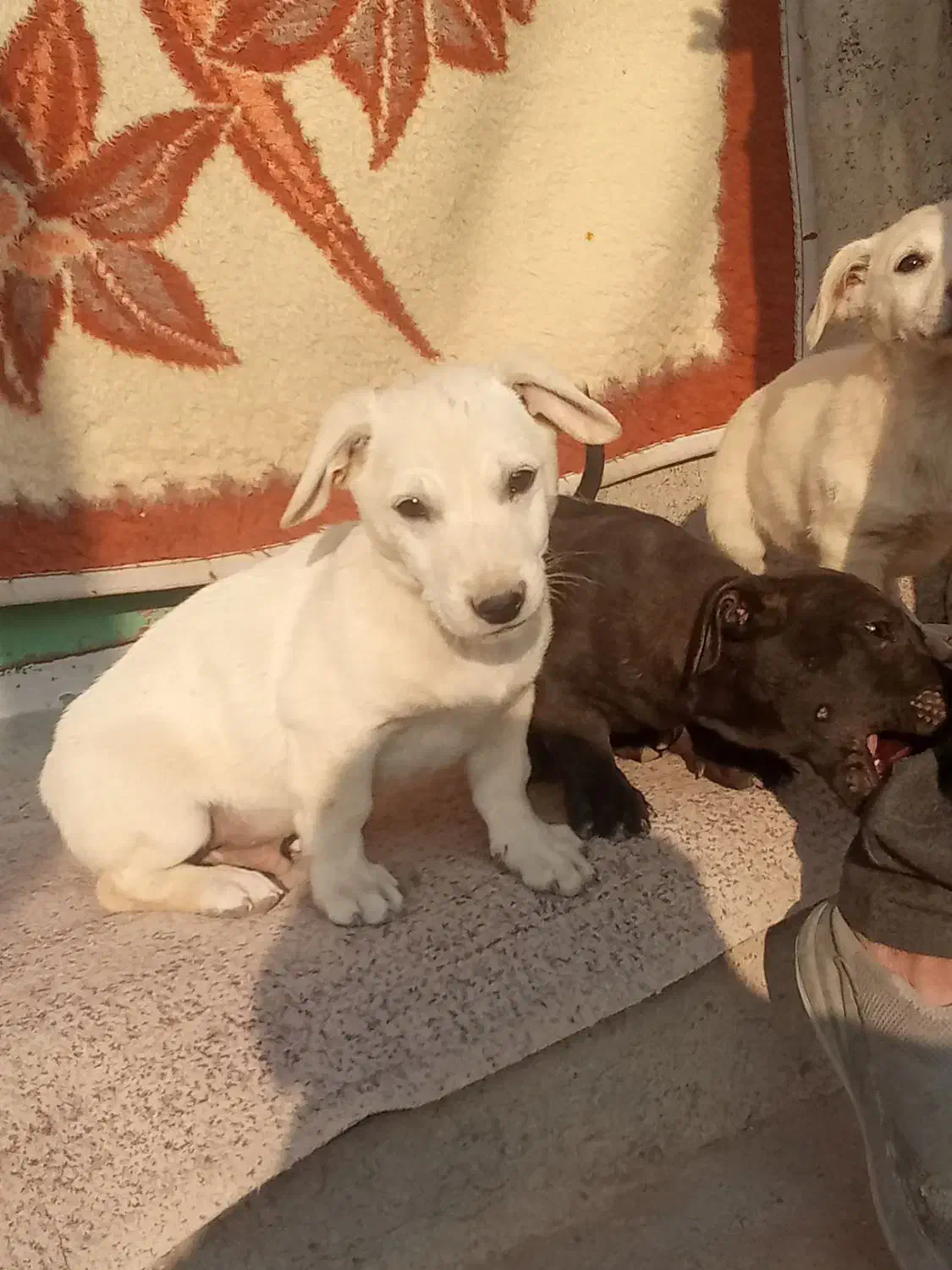 سگ.|سگ|قوچان, |دیوار