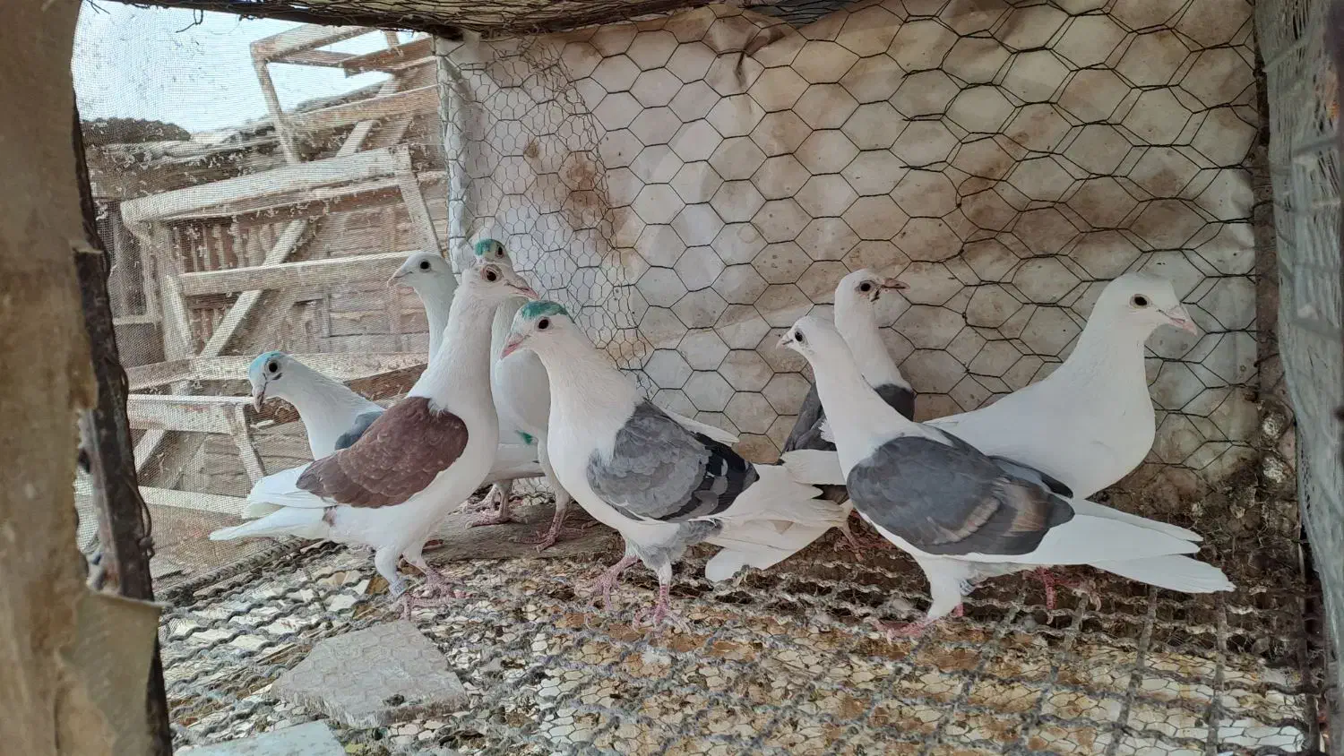 تعدادی پشدار و سفید|پرنده|قزوین, |دیوار