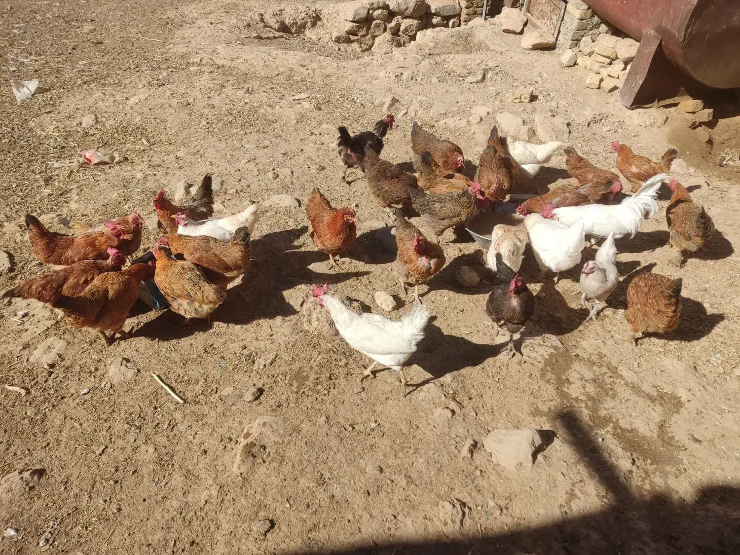 پرنده|حیوانات مزرعه|فریدونشهر, |دیوار