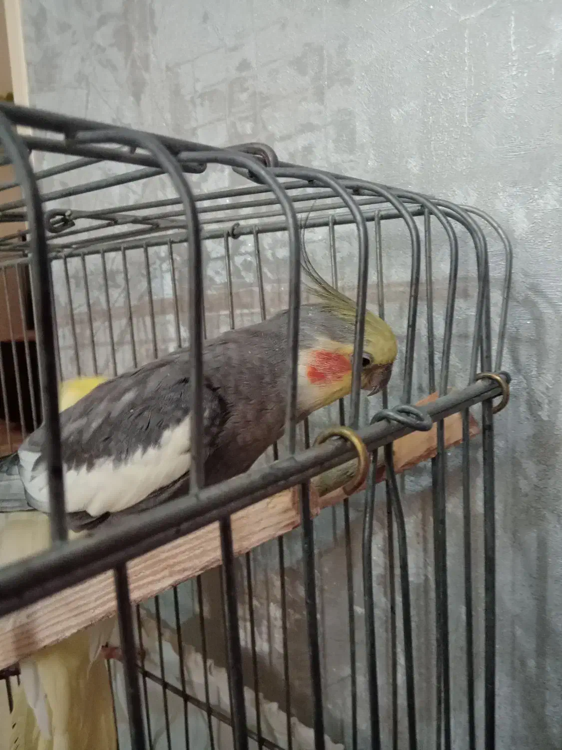 عروس هلندی|پرنده|اسلام‌شهر, شهرک محمدیه|دیوار