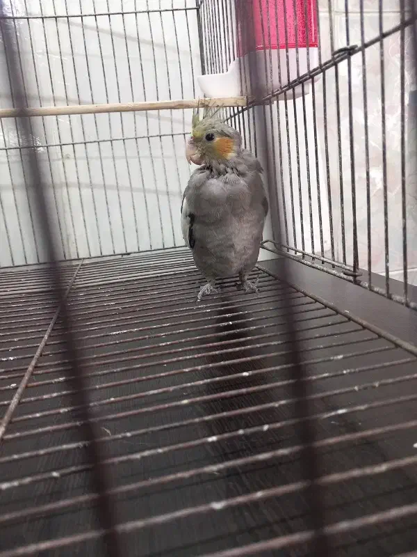 جوجه عروس هلندی|پرنده|شهریار, شهرک وائین|دیوار