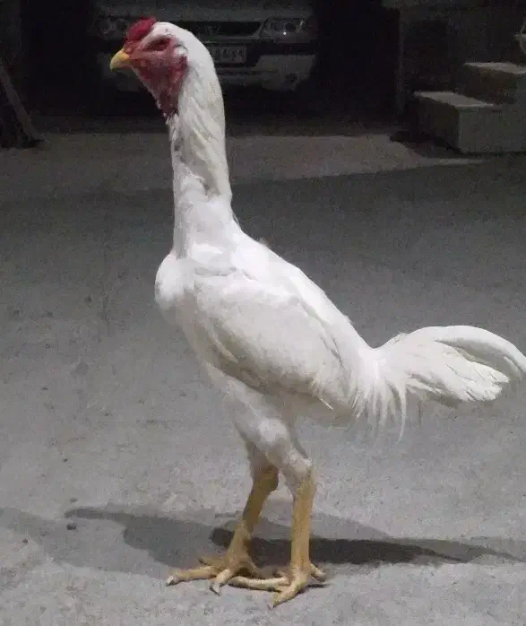 خروس و جوجه لاری افغان ابرش|حیوانات مزرعه|بندر ترکمن, |دیوار