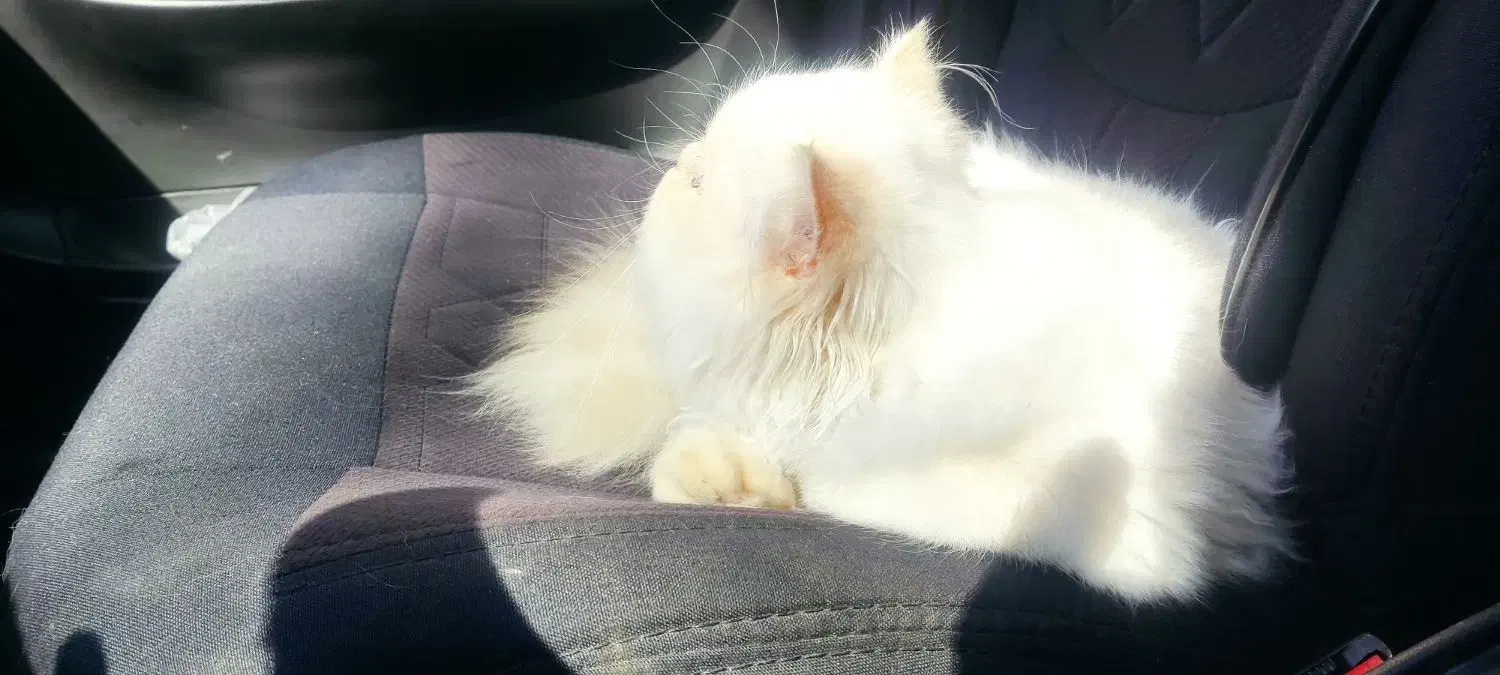 گربه|گربه|ماکو, |دیوار