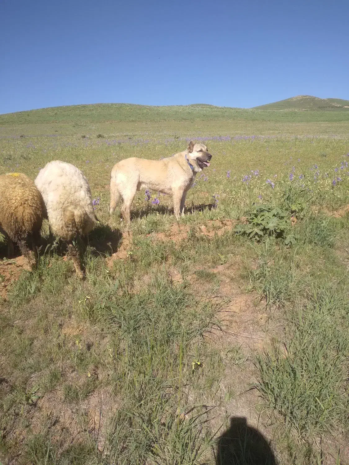 سگ سراب دزدیده شده|سگ|سنندج, |دیوار