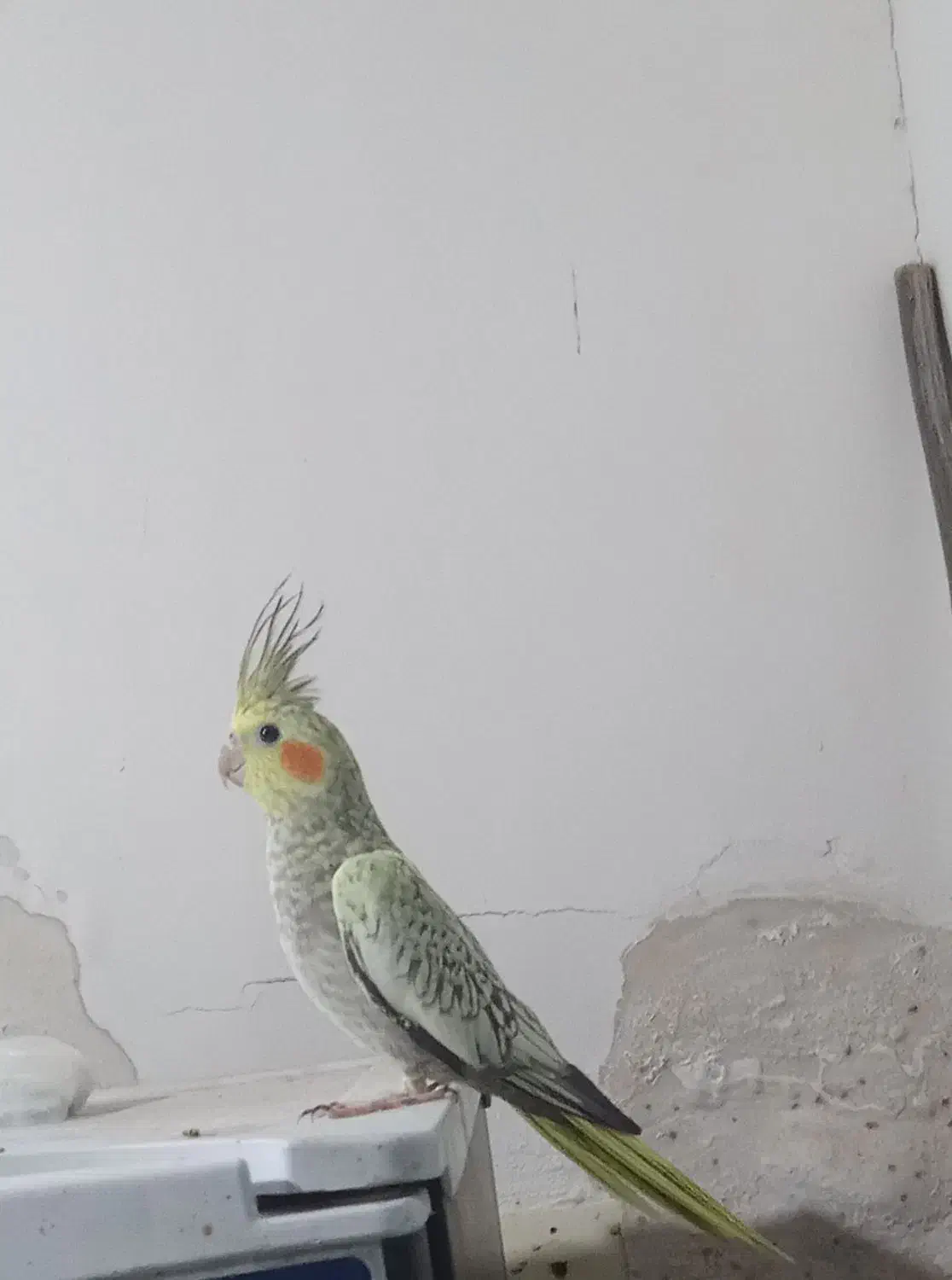 عروس هلندی دستی|پرنده|قشم, |دیوار