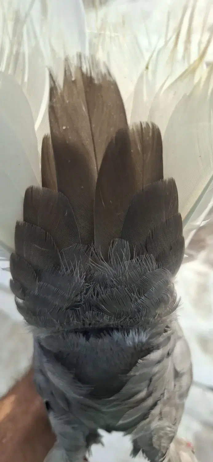 قهوه دم سفید شمک تخت دوازده دم|پرنده|جنت, |دیوار