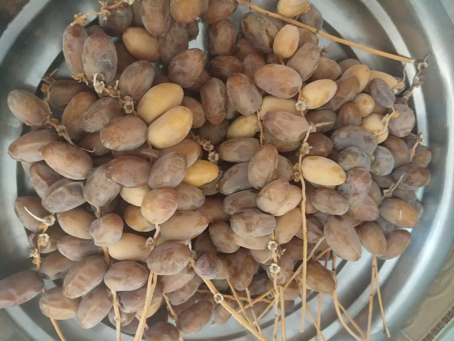 رطب تازه فروشی|خوردنی و آشامیدنی|شیراز, کفترک|دیوار