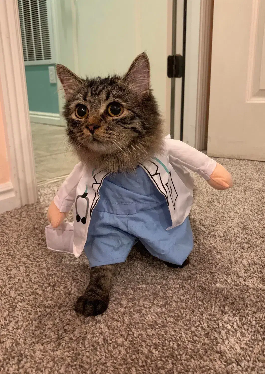 دعوت به همکاری از دکتر دامپزشک|استخدام درمانی، زیبایی، بهداشتی|کرمان, |دیوار