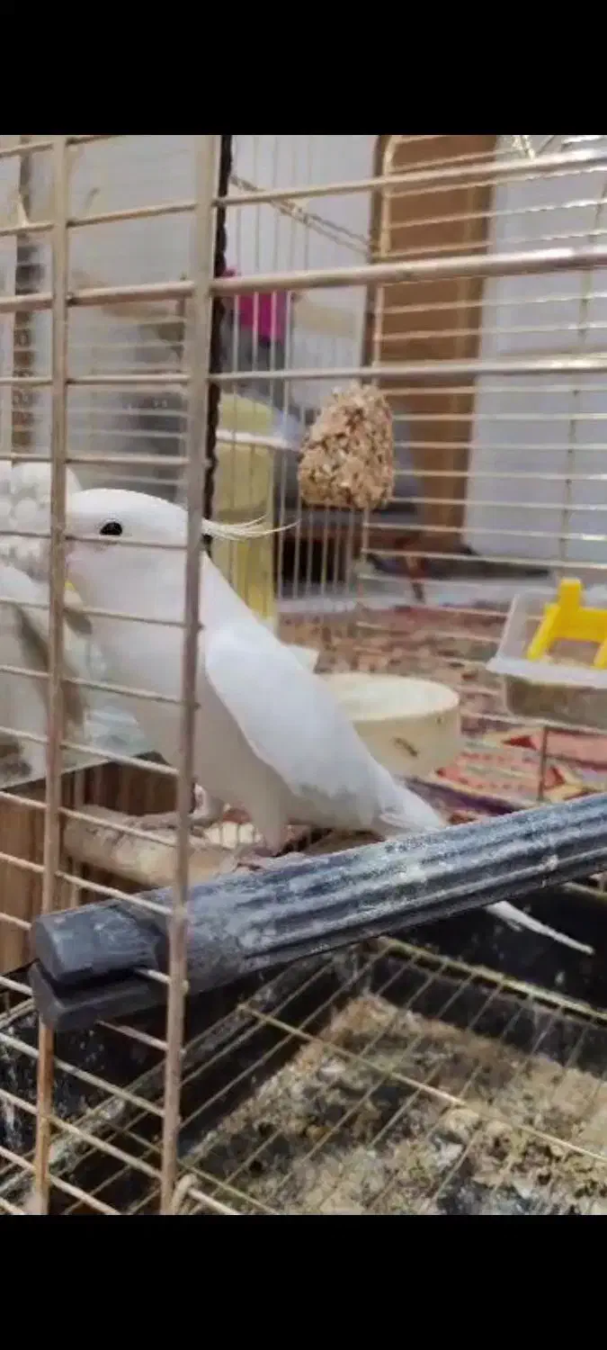 عروس هلندی حرفه ای|پرنده|زرند, |دیوار