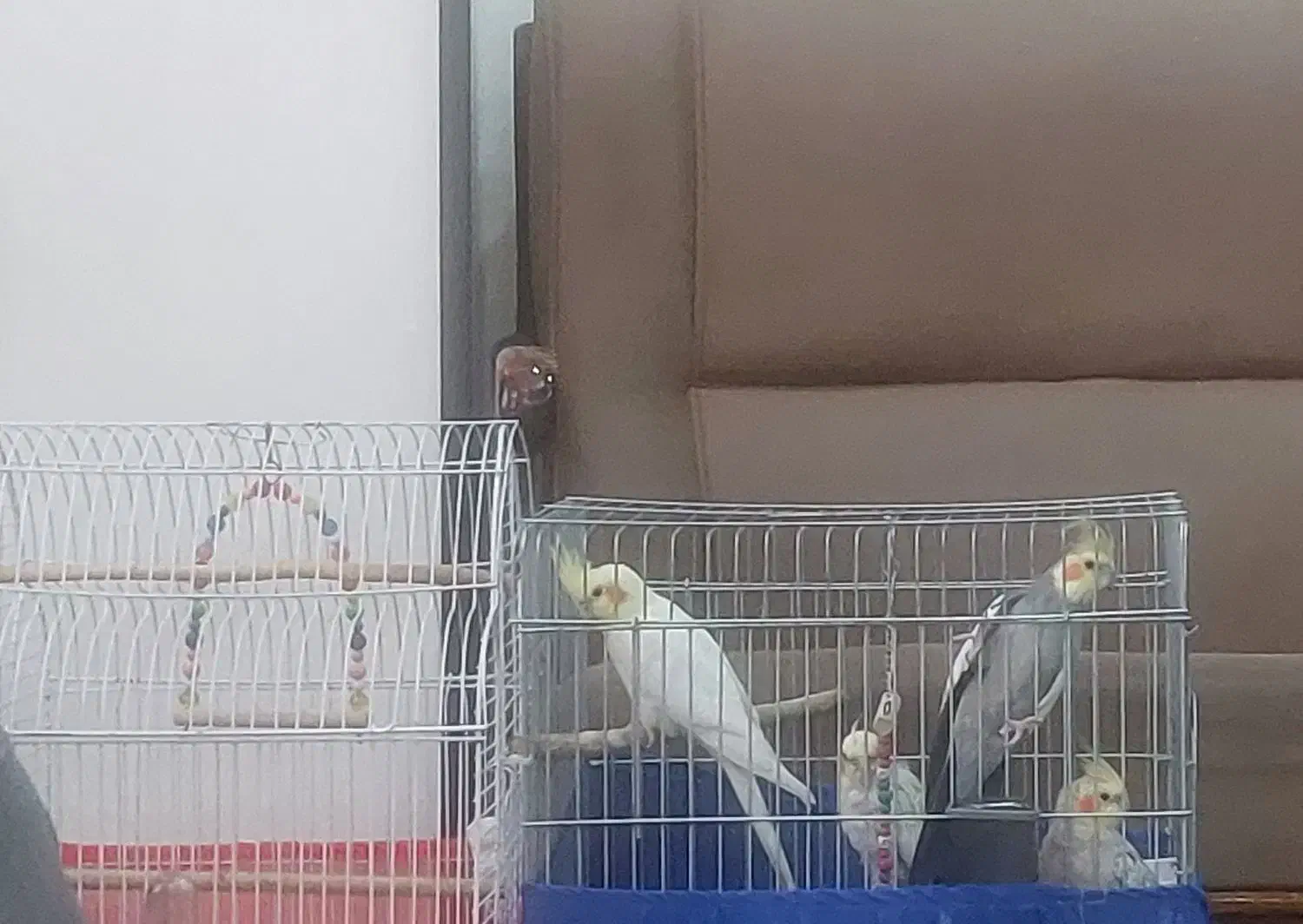 عروس هلندی و طوطی برزیلی|پرنده|کرج, حصارک بالا|دیوار