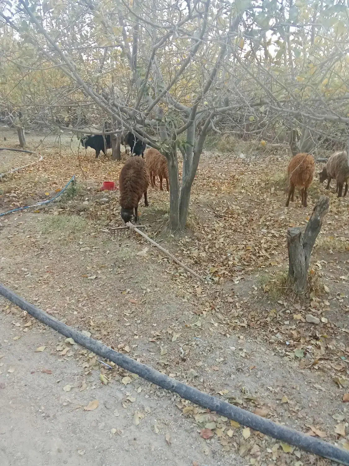 گوسفند نر|حیوانات مزرعه|دینور, |دیوار