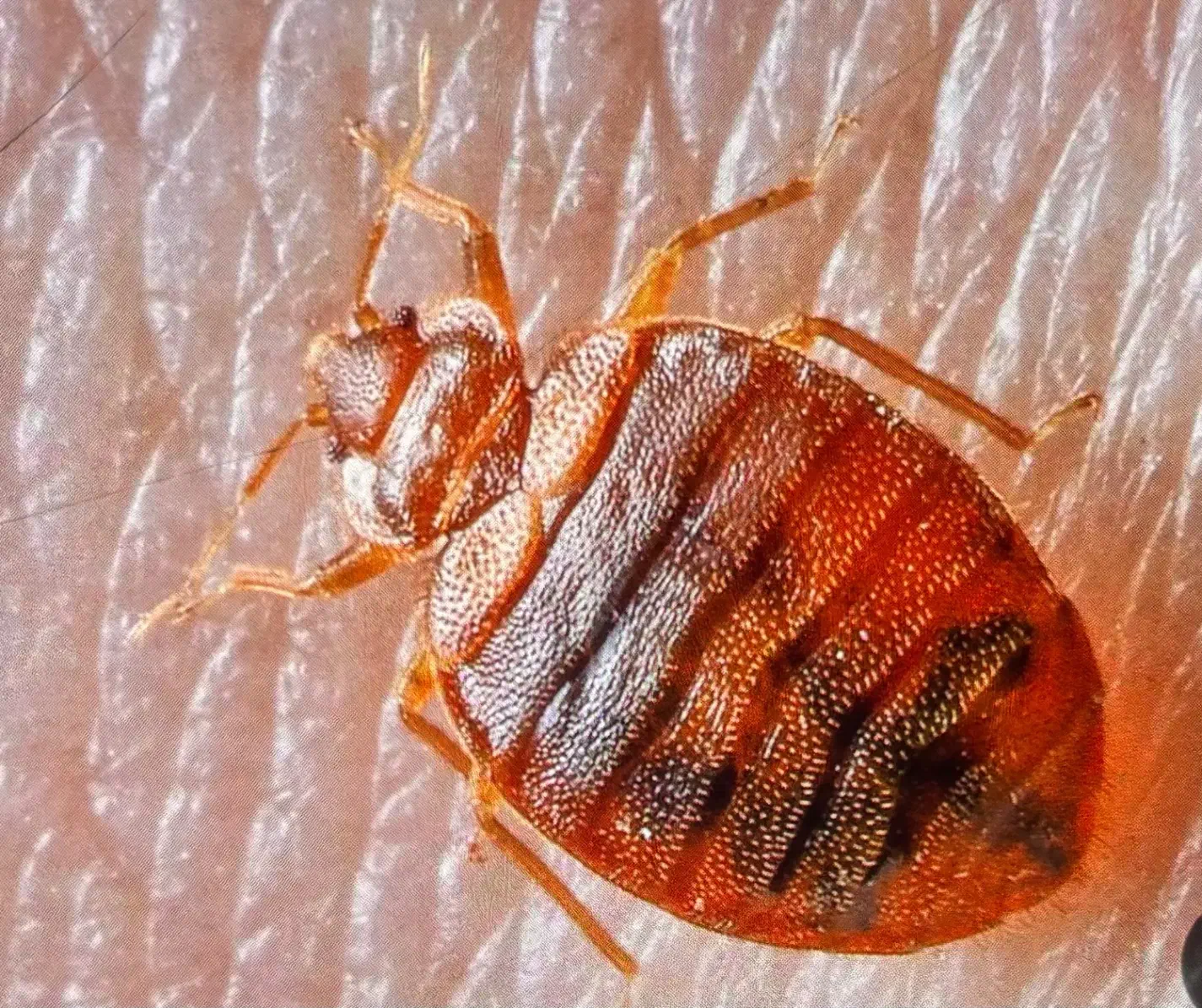 سمپاشی باضمانت کتبی سم پاشی ساس سوسک و..|خدمات نظافت|قم, باجک یک|دیوار